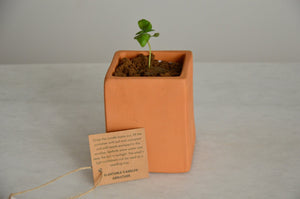 Plantable Candle | Forest